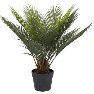 Mr Plant, Cycas Potteplante 60 cm