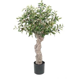 Mr Plant, Oliventræ 80 cm