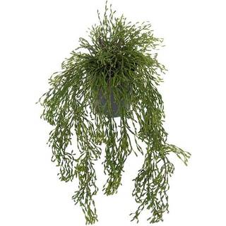 Mr Plant, Rhipsalis Hængeplante
