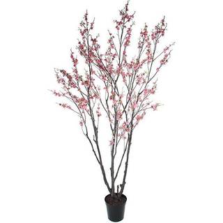 Mr Plant, Kirsebærblomst Træ 240 cm