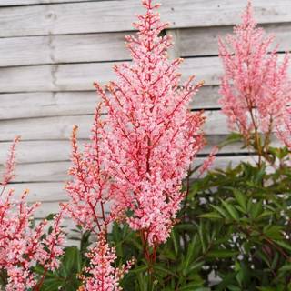 Astilbe 'Look at Me'®