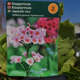 Japansk Primula