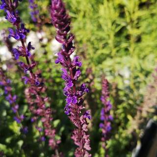 Staude-Salvie 'Caradonna'