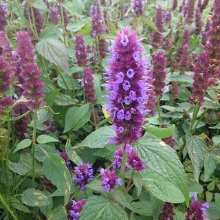 Anisisop 'Beelicious Purple'