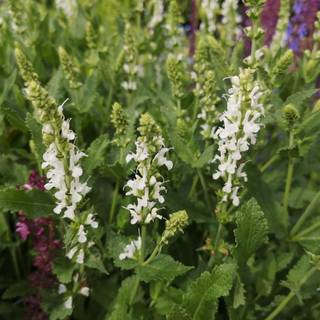 Staude-Salvie 'Schneehügel'