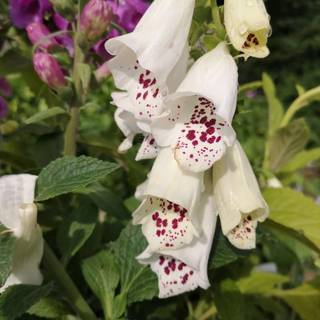Fingerbøl 'Dalmatian White'