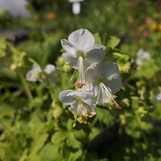 Storrodet Storkenæb 'White Ness'