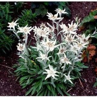 Edelweiss