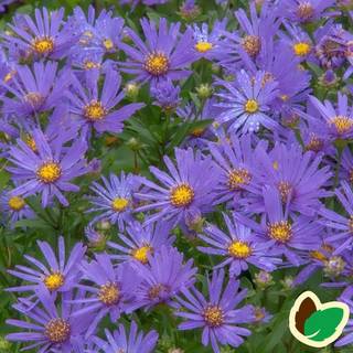 Amellusasters 'Rudolph Goethe'
