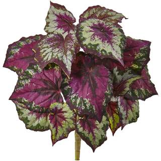 Næsten naturlig voks Begonia Bush (sæt af 6)