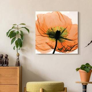 Empire Art Direct Frameless gratis flydende tempereret glaspanel grafisk v?gkunst klar til at h?nge 24 """" x 24 """" valmue orange