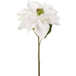 Julestjerne – afskåret blomst i hvid