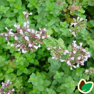 Oregano 'Hot & Spicy'