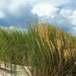 Sandhjælme