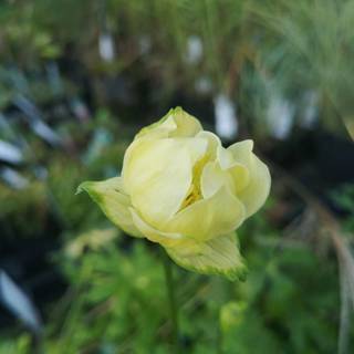 Engblomme 'Alabaster'