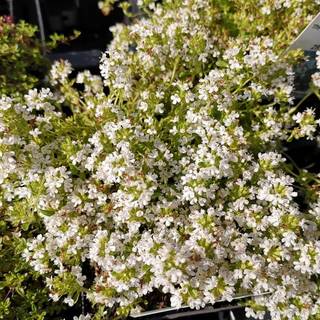 Smalbladet Timian 'Albiflorus'