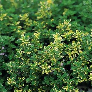 Citron timian 'Doone Valley'
