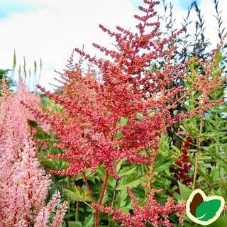 Astilbe