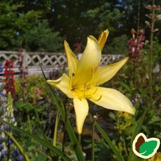 Daglilje citrina