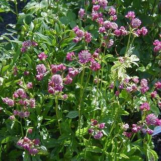 Stjerneskærm 'Rosensinfonie'