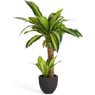 Dracena Plante inkl. potte, 80 cm