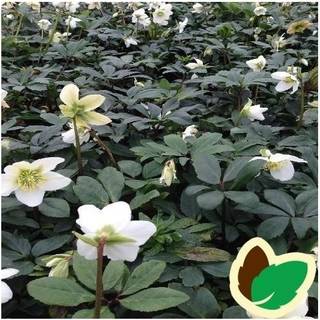 Julerose 'Praecox'