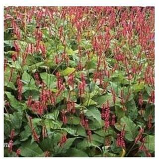 Kertepileurt 'Speciosa'