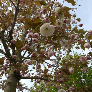 Japansk kirsebær 'Fugenzo'