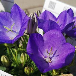 Karparterklokke 'Perla Blue'