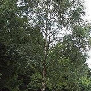 Vortebirk - Betula pendula 150-175 cm