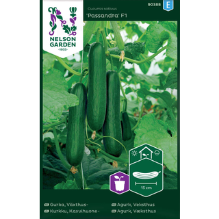 Miniagurk 'Passandra' F1