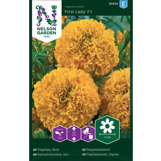 Stor Fløjlsblomst 'First Lady' F1