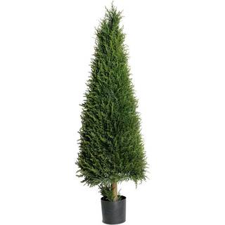 Mr Plant, Grantræ 110 cm