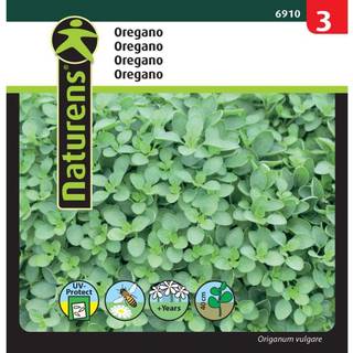 Oregano vild merian frø