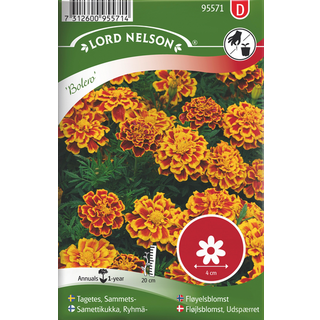 Fløjlsblomst 'Bolero'