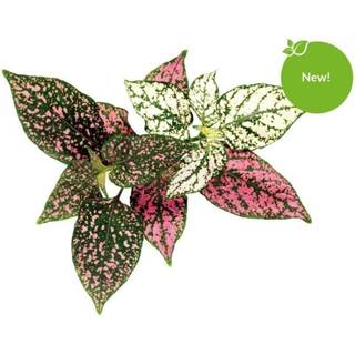 Click & Grow - Smart Garden Refill 3-pack - Polka Dot Plant (SGR48X3)