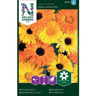 Lav Morgenfrue 'Daisy Citrus' Mix