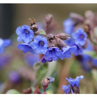 Plettet lungeurt 'Blue Ensign'