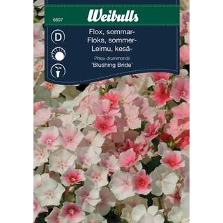 Blomsterfrø (Sommer Floks 'Blushing Bride')