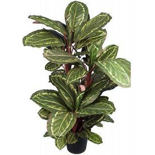 Maranta grøn/rød H 104 cm