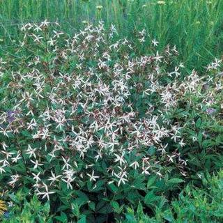 Sommerfugleblomst