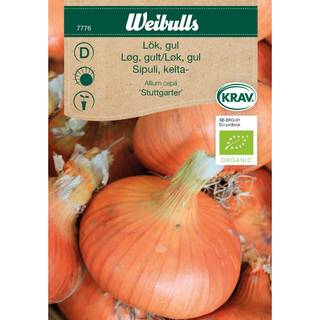 Løg (Gult Løg Allium cepa 'Stuttgarter) Økologisk