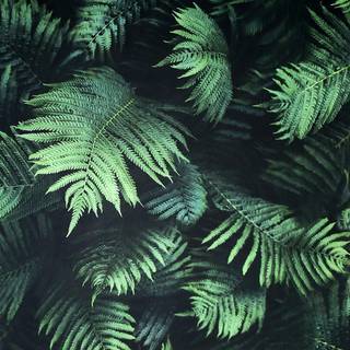 Arthouse Wallpaper Fern Wall 907601