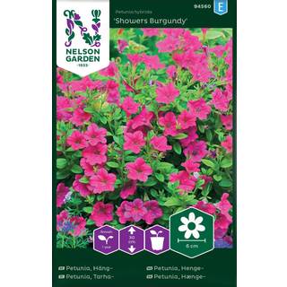 Hængepetunia 'Showers Burgundy'