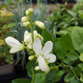 Gasplante 'Albiflorus'