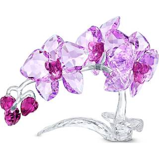 Orchidee