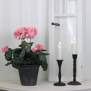 Pelargonie Laksefarvet Silkeblomst