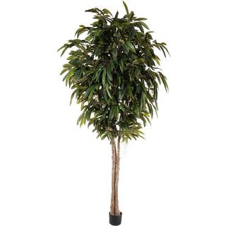 Mr Plant, Longifolia Træ 320 cm