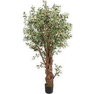 Mr Plant, Oliventræ 190 cm
