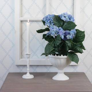 Hortensia potteplante blå